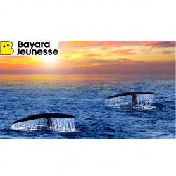 Baleines et Dauphins avec Bayard Jeunesse